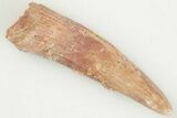 .8" Fossil Pterosaur (Siroccopteryx) Tooth - Morocco - #201971-1